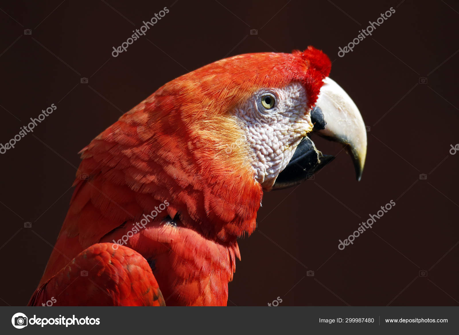 Close Scarlet Macaw Ara Macao Tambopata Amazon Rainforest Peru Stock Photo Image By C Andaman Close Scarlet Macaw Ara Macao Tambopata Amazon Rainforest Peru Stock Photo Image By C Andaman