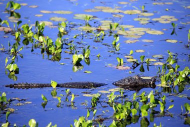 Yacare Caiman (Caiman yacare) su. Porto Jofre, Pantanal, Brezilya
