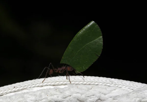 Blattschneiderameise Mit Einem Blatt Tambopata Amazonas Regenwald Peru — Stockfoto