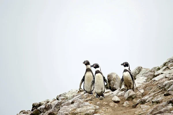 Kayalar üzerinde üç Humboldt Penguenler (Spheniscus humboldti). Ballestas Adaları, Paracas, Peru