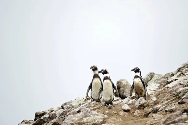 Три Пингвина Гумбольдта Spheniscus Humboldti Скалах Острова Фастас Паракас Перу — стоковое фото