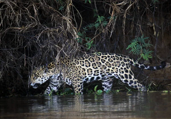 Jaguar Walking Wodzie Wzdłuż Brzegu Rzeki Szukając Caimans Pantanal Brazylia — Zdjęcie stockowe