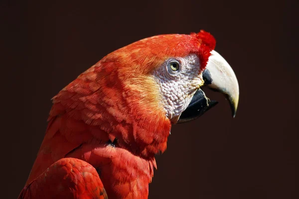 Close Scarlet Macaw Ara Macao Tambopata Amazon Rainforest Peru — Stock Photo, Image