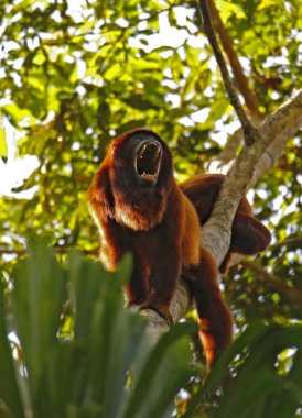 Kırmızı Howler Monkey (Alouatta seniculus) Geniş Açık Ağızlı, bir ağaçta. Tambopata, Amazon Yağmur Ormanları, Peru