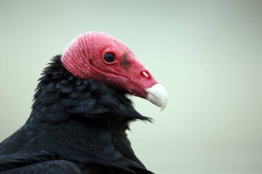 Bir Hindi Akbaba (Cathartes aura) yakın çekim. Paracas, Peru