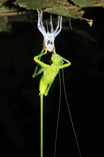 Cricket Upside Leaf Molting Its Exoskeleton Tambopata Amazon Rainforest Peru — Stock Photo, Image