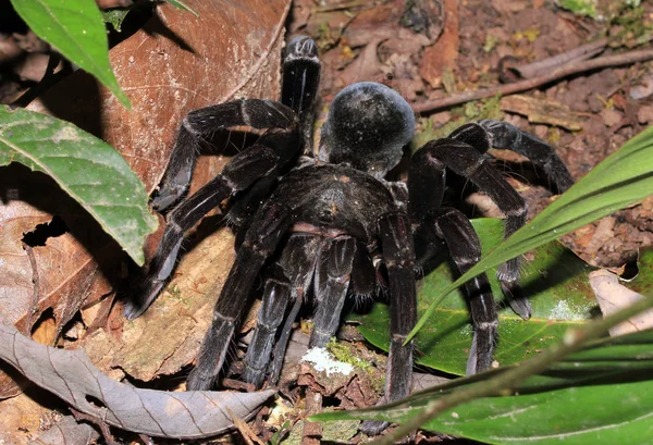 Kuřecí Tarantula Blíží Tambopata Amazonský Prales Peru — Stock fotografie