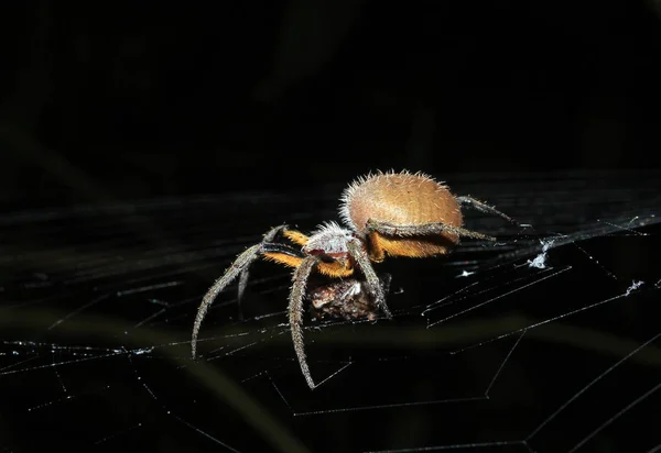 トロピカルオーブウィーバー エリオフォララビラ ネットで給餌 タンボパタ アマゾン熱帯雨林 ペルー — ストック写真