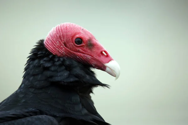 Närbild Kalkon Vulture Cathartes Aura Paracas Peru — Stockfoto