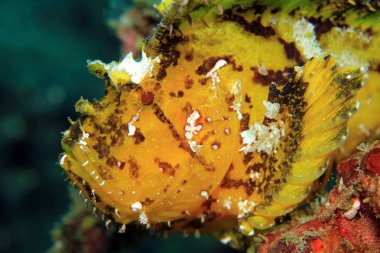 Close-Up bir sarı yaprak Scorpionfish (Taenianotus Triacanthus, aka yaprak balık, Paperfish). Padang Bai, Bali, Endonezya