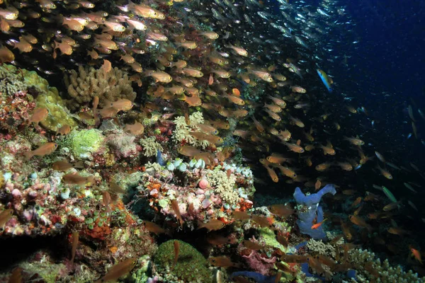 Fiskstim Över Korallrev Södra Ari Atoll Maldiverna — Stockfoto