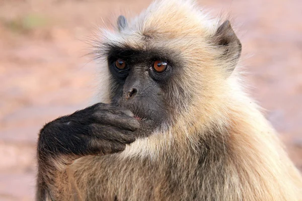 Närbild Feeding Gray Langur Semnopithecus Entellus Alias Common Langur Ranthambore — Stockfoto