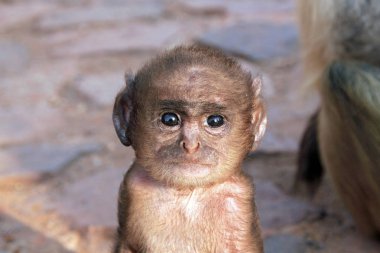 Gri Langur 'un Bebeği (Semnopithecus entellus, namı diğer Ortak Langur) Kameraya bakıyor. Ranthambore, Hindistan