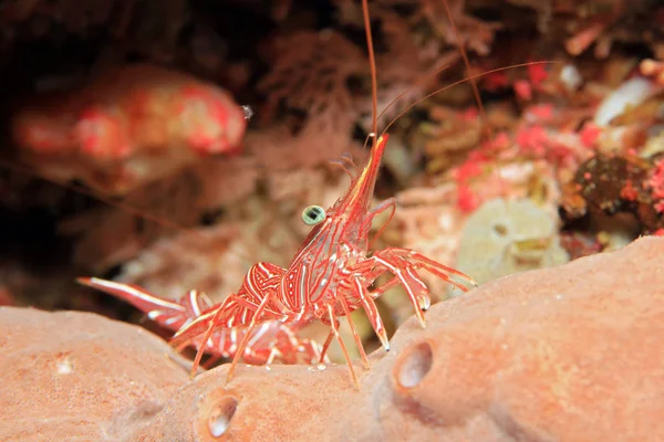 Crevettes Chameau Crevettes Charnière Bec Crevette Hingebeak Durban Dancing Shrimp — Photo