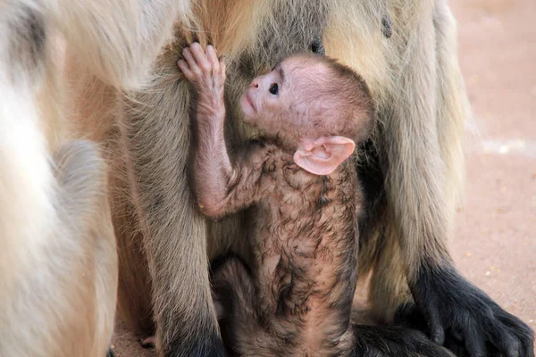 Bebek Gri Langur Semnopithecus Entellus Namı Diğer Ortak Langur Annesine — Stok fotoğraf