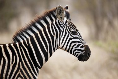 Burchell 'in Zebra' sı (Equus burchelli) Profilde Portre. Satara, Kruger Park, Güney Afrika