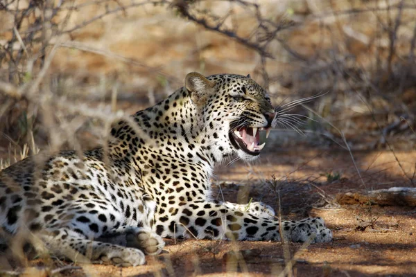 Leopard Panthera Pardus Pokazywanie Zębów Leżące Bush Balule Nature Reserve — Zdjęcie stockowe