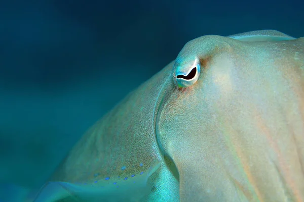 Broadclub Cuttlefish Sepia Latimanus Padang Bai Bali Indonesia — Stock Photo, Image