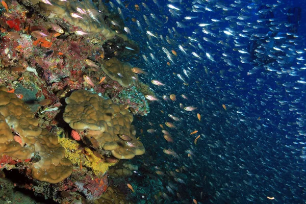 Coral Reef Wall Schooling Fish South Ari Atoll Maldives — Stock Photo, Image