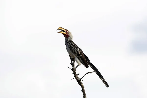 南方黄嘴霍恩比尔 Tockus Leucomelas 在死枝上 与天空对抗 Satara Kruger Park — 图库照片