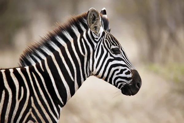 Burchell Zebra Equus Burchelli Portréja Profilban Satara Kruger Park Dél — Stock Fotó