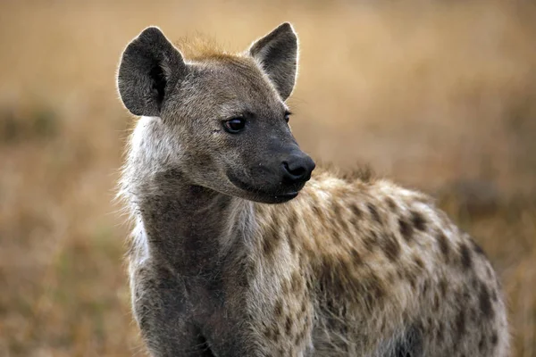 Nahaufnahme Einer Gefleckten Hyäne Crocuta Crocuta Satara Kruger Park Südafrika — Stockfoto