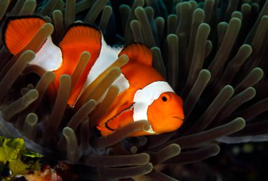Palyaço Anemonefish (Amphiprion ocellaris, nam-ı diğer Öcallaris Palyaço Balığı), Anemone 'da. Raja Ampat, Endonezya