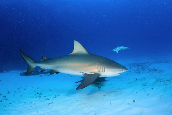 Ταύρος Καρχαρίας Carcharhinus Leucas Πάνω Από Sandy Bottom Μπιμίνι Μπαχάμες — Φωτογραφία Αρχείου
