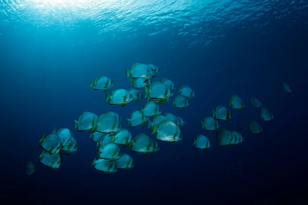 Szkoła Batfish Blue Przeciwko Surface Pulau Koon Banda Islands Indonezja — Zdjęcie stockowe