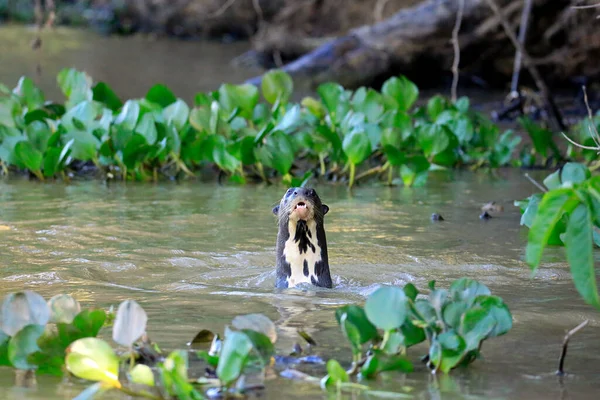 Jätteuttern Sticker Upp Huvudet Vattnet Pantanal Brasilien — Stockfoto