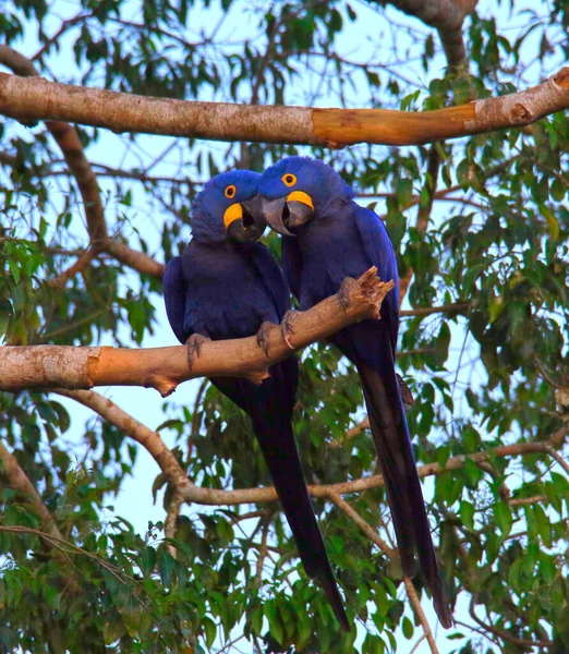 Two Hyacinth Macaws Branch Head Head Pantanal Brazil — Stock Photo, Image