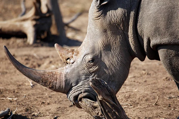 Primer Plano Rinoceronte Blanco Ceratotherium Simum Rascándose Nariz Kruger Park — Foto de Stock