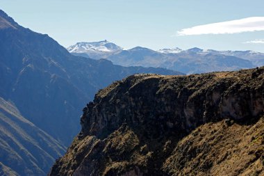 Colca Kanyonu ve Gözcü Noktası manzarası. Caylloma Eyaleti, Peru