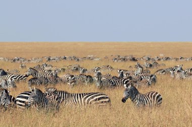 Savannah 'da Ova Zebra Sürüsü (Equus quagga). Masai Mara, Kenya