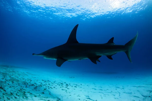 Great Hammerhead Shark Sphyrna Mokarran Entre Surface Sand Bottom Tiger — Fotografia de Stock