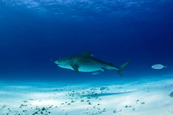 Büyük Kaplan Köpekbalığı Kum Dibi Nin Üstünde Kaplan Sahili Bahamalar — Stok fotoğraf