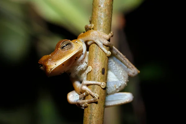 나뭇가지에 개구리 페루의 아마존강 유역에 — 스톡 사진