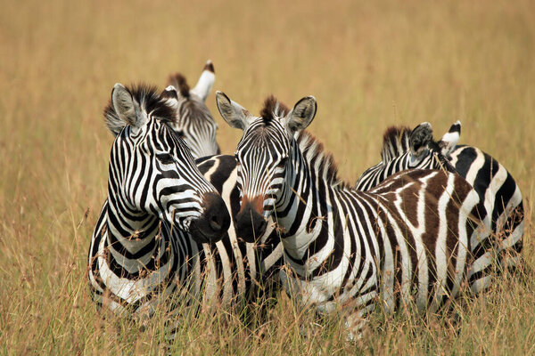 Plains Zebras (Equus quagga) in High Grass on Savannah. Maasai Mara, Kenya