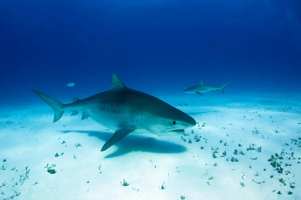 タイガーシャーク Galeocerdo Cuvier カリビアンリーフシャークを背景に 近くで泳ぐ バハマのタイガービーチ — ストック写真