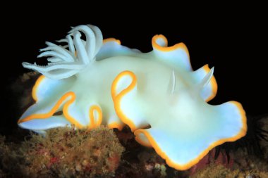 Egret Nudibrant (Ardeadoris egretta). Anilao, Filipinler