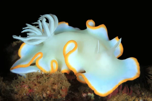 Egret Nudibranch Ardeadoris Egretta Anilao Filipíny — Stock fotografie