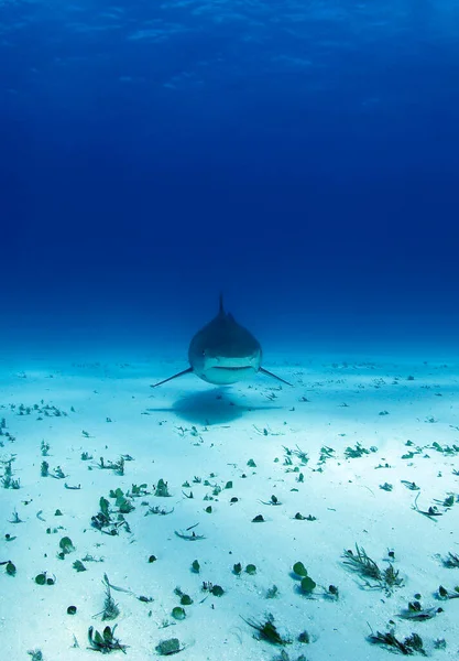 Tiburón Tigre Acercándose Sobre Fondo Arena Tiger Beach Bahamas — Foto de Stock