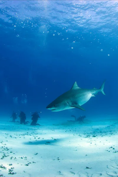 Tiger Shark between Surface and Sand Bottom, with Divers in the Back. Tiger Beach, Bahamas