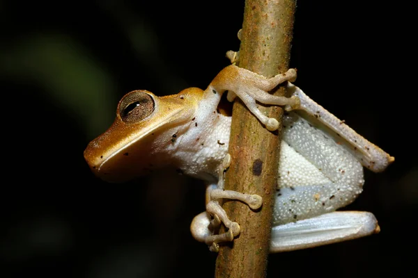 Una Rana Branch Tambopata Foresta Amazzonica Perù — Foto Stock