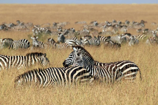 Plains Zebras Equus Quagga High Grass Savannah Maasai Mara Kenya — Stock Photo, Image