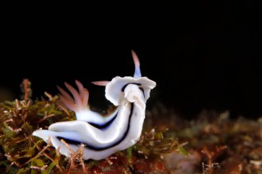 Loch 'un Muhteşem Sümüklüböceği (Chromodoris lochi). Mommon, Batı Papua, Endonezya