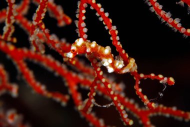 Fan Coral 'da Denis Pigme Deniz Atı (Hipokampus Denise). Misool, Raja Ampat, Endonezya