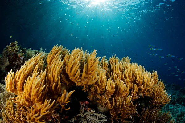 Sunburst Nad Rafą Koralową Misool Raja Ampat Zachodnia Papua Indonezja — Zdjęcie stockowe