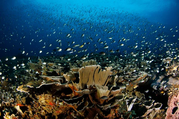 Nauczanie Ryb Nad Koralowcami Raja Ampat Zachodnia Papua Indonezja — Zdjęcie stockowe