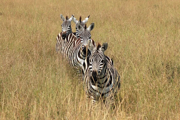 Plains Zebras Equus Quagga Lined Approaching High Grass Maasai Mara — Stock Photo, Image